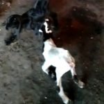 Penjelasan Aswaja Center NU Tuban Tentang Iuran Kurban di Sekolah