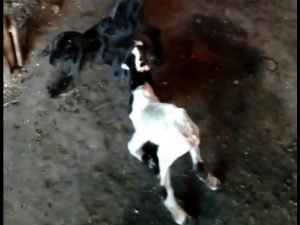 Penjelasan Aswaja Center NU Tuban Tentang Iuran Kurban di Sekolah