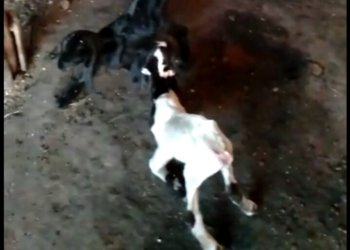 Penjelasan Aswaja Center NU Tuban Tentang Iuran Kurban di Sekolah