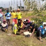 Galang Donasi Pembangunan Masjid Cara Unik, Panitia Tanam Jagung