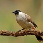 Ketika Sebuah Negeri Memutuskan Memburu Burung Pipit